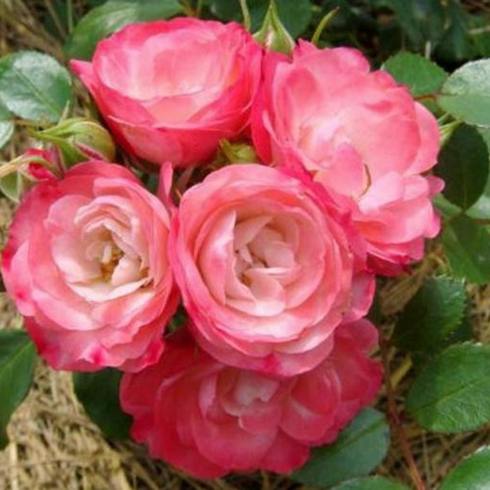 Купить саженцы роз почвопокровная. ПАТ де велюр (patte de velours).